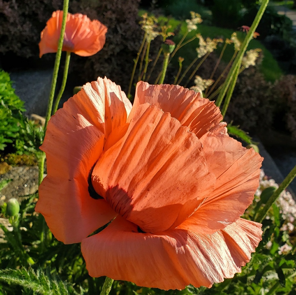 Meet your Posher, Grace